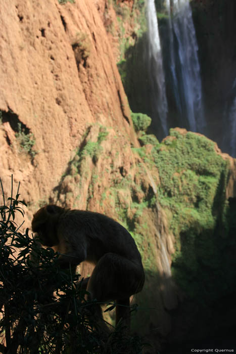 Monkeys Ouzoud / Morocco 