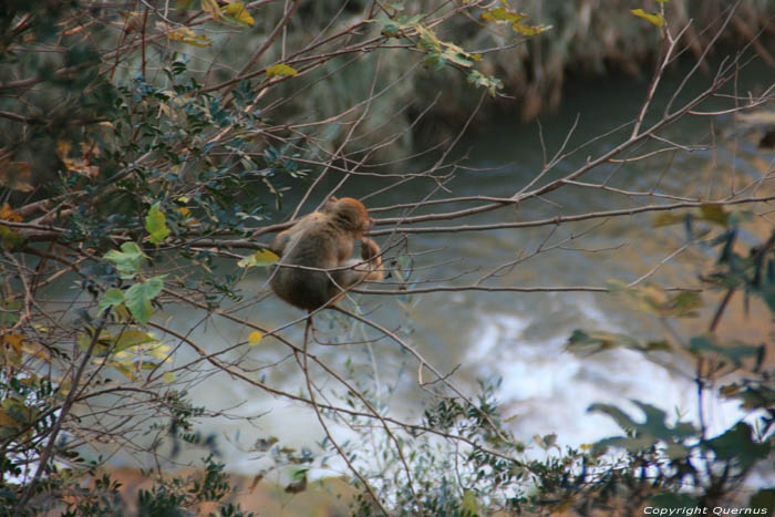 Monkeys Ouzoud / Morocco 