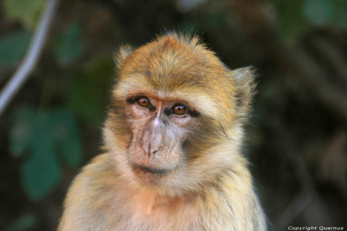 Monkeys Ouzoud / Morocco 