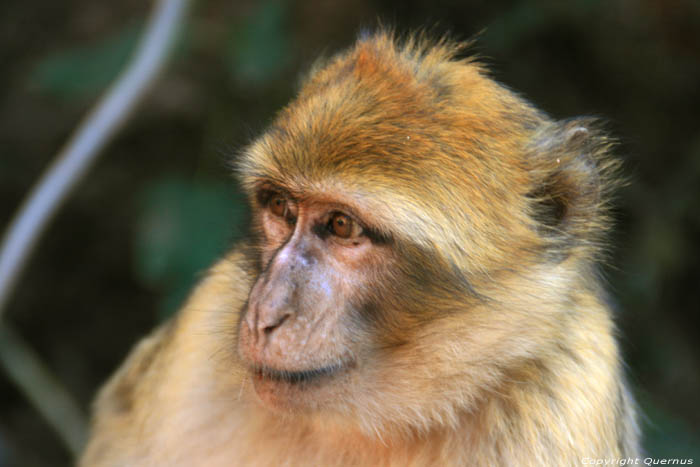 Singes Ouzoud / Maroc 