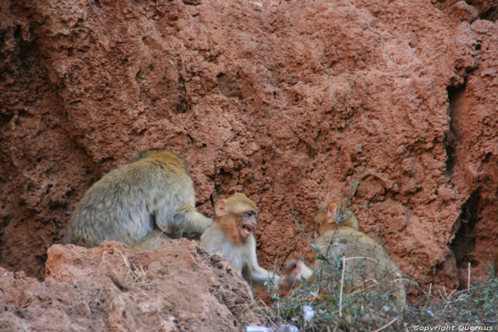 Monkeys Ouzoud / Morocco 