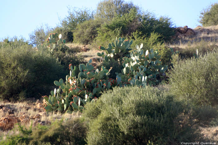 Cactussen Ouzoud / Marokko 