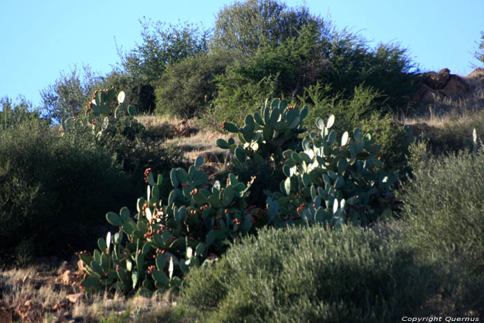 Cactussen Ouzoud / Marokko 