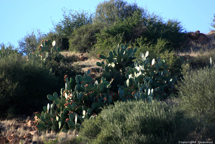 Cactusses Ouzoud / Maroc 