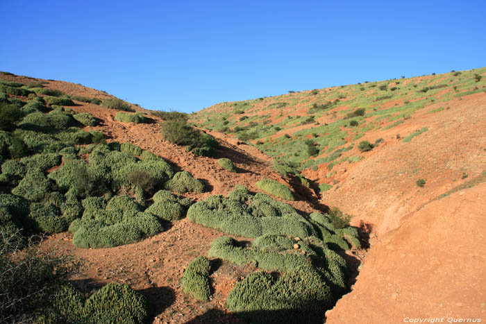 Cactusses Sour Eliaz / Maroc 