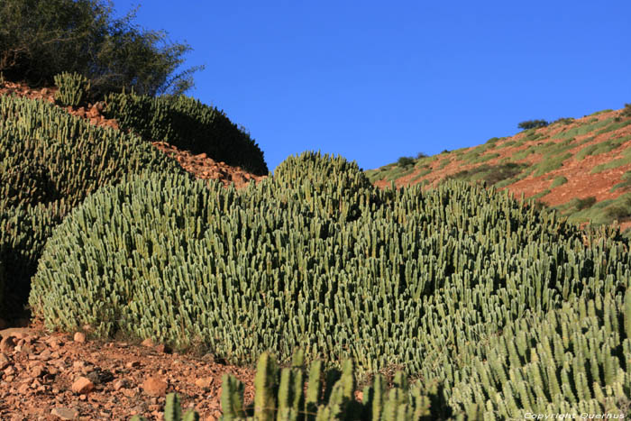 Cactusses Sour Eliaz / Maroc 