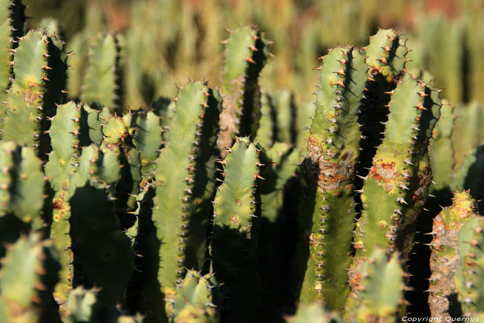 Cactusses Sour Eliaz / Maroc 