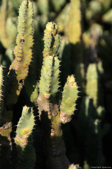 Cactusses Sour Eliaz / Maroc 