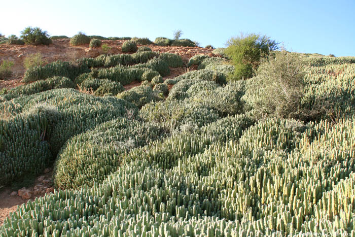 Cactusses Sour Eliaz / Maroc 