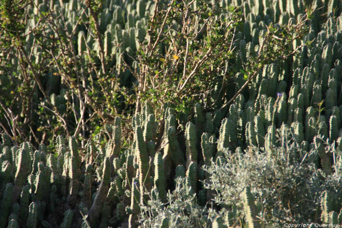 Cactusses Sour Eliaz / Maroc 