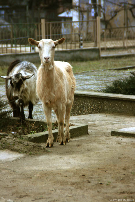 Goats and the School area Dimovo / Bulgaria 