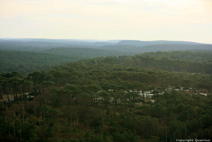 Zicht op de Bossen van de Landes Pyla sur Mer / FRANKRIJK 