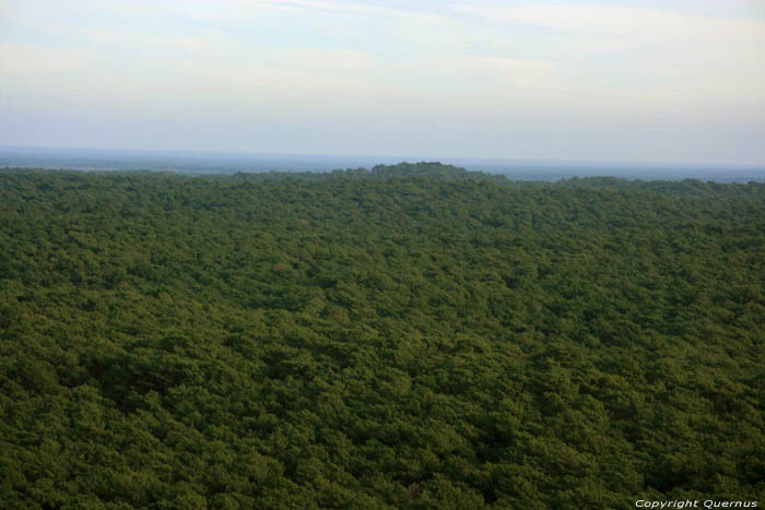 Zicht op de Bossen van de Landes Pyla sur Mer / FRANKRIJK 