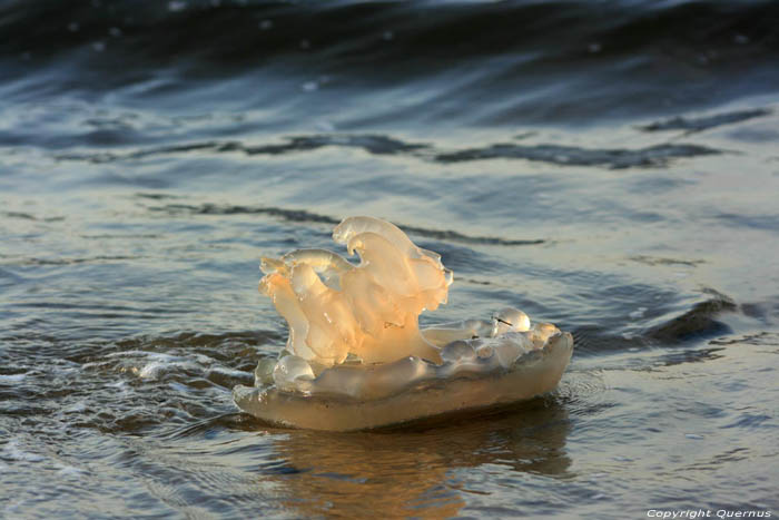 Dode Kwallen Pyla sur Mer / FRANKRIJK 