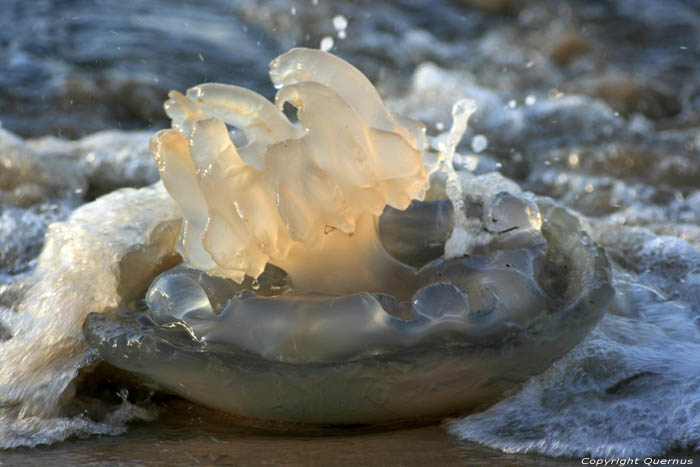 Death Jellyfishes Pyla sur Mer / FRANCE 