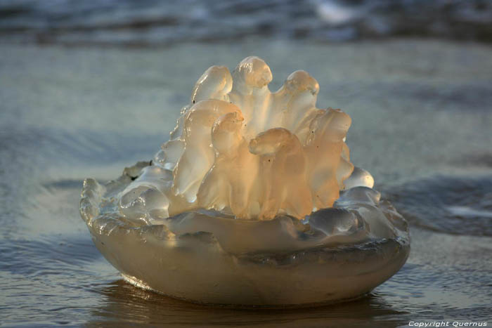 Dode Kwallen Pyla sur Mer / FRANKRIJK 