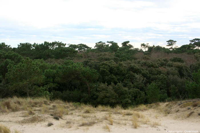 Duinen Le-Verdon-Sur-Mer / FRANKRIJK 