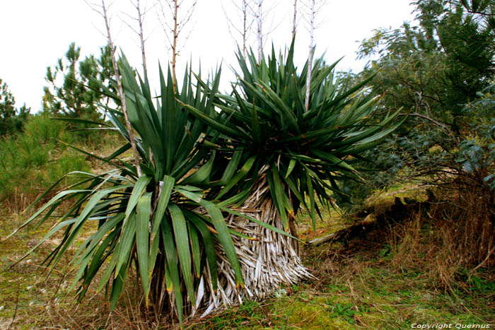 Plant Le-Verdon-Sur-Mer / FRANCE 