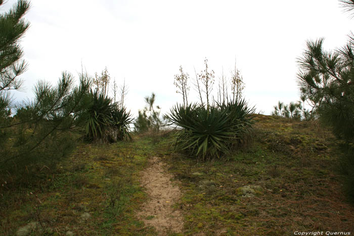 Plant Le-Verdon-Sur-Mer / FRANKRIJK 