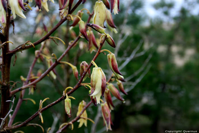 Plant Le-Verdon-Sur-Mer / FRANKRIJK 