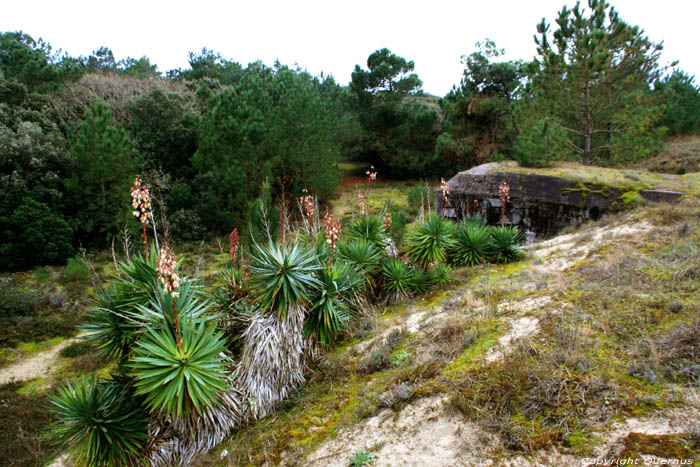 Plant Le-Verdon-Sur-Mer / FRANCE 