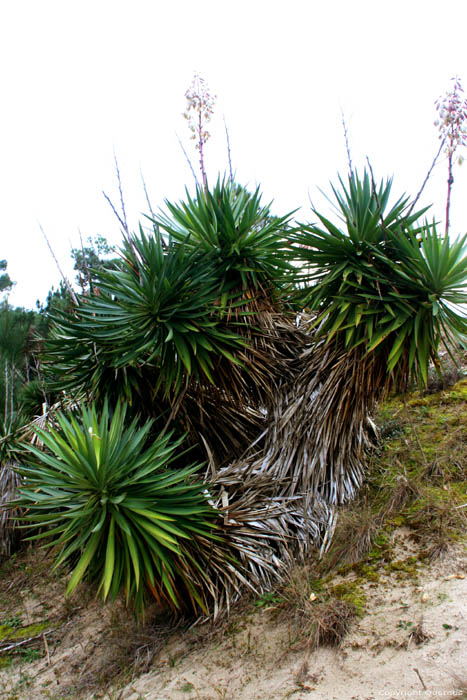 Plant Le-Verdon-Sur-Mer / FRANCE 