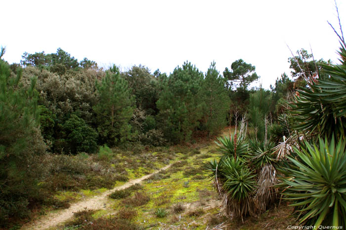 Plant Le-Verdon-Sur-Mer / FRANCE 