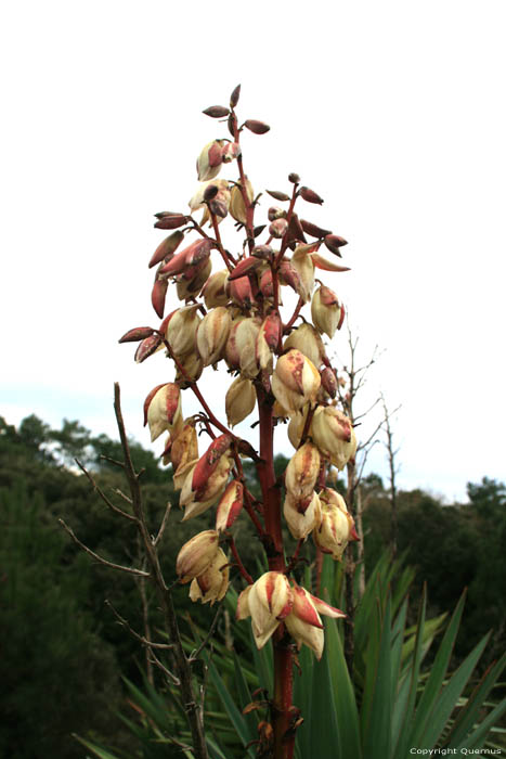 Plant Le-Verdon-Sur-Mer / FRANKRIJK 