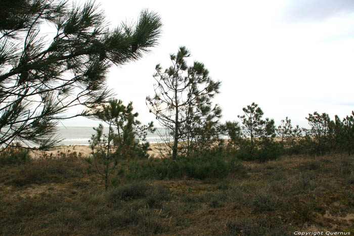 Duinen en zee Le-Verdon-Sur-Mer / FRANKRIJK 