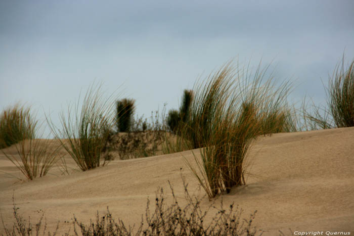 Dunes Grass Le-Verdon-Sur-Mer / FRANCE 