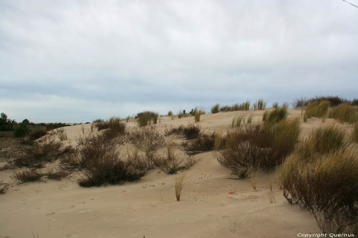 Dunes Grass Le-Verdon-Sur-Mer / FRANCE 