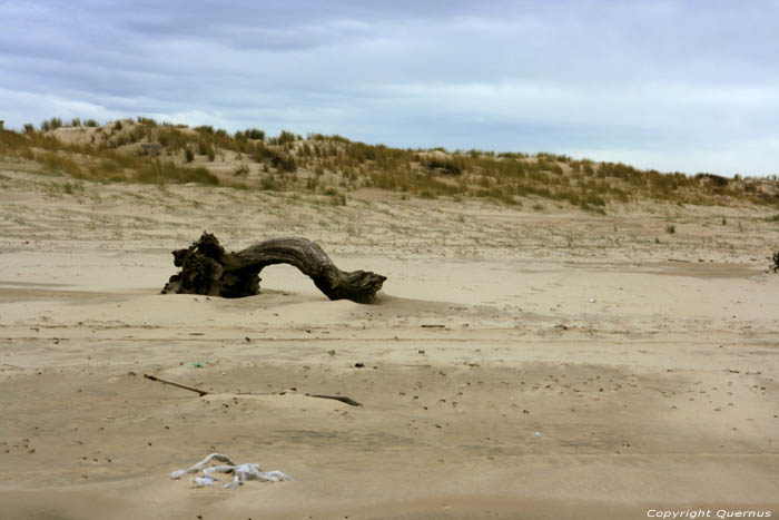 Hout op het strand Le-Verdon-Sur-Mer / FRANKRIJK 