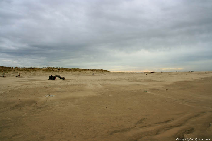 Hout op het strand Le-Verdon-Sur-Mer / FRANKRIJK 