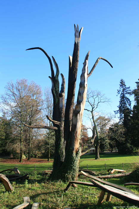 Remains of a Ceder tree Bordeaux / FRANCE 