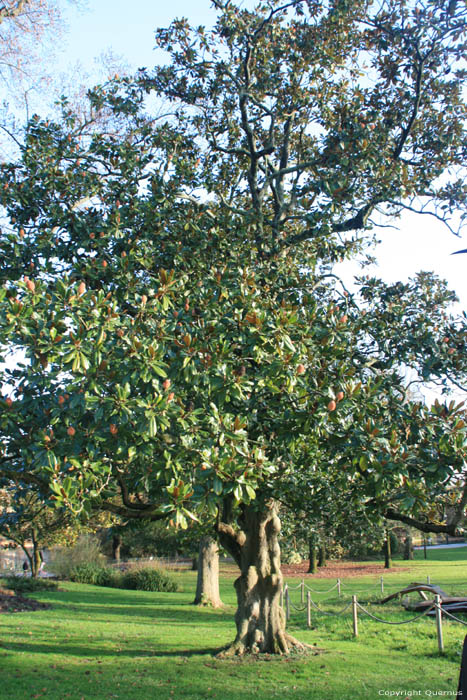 Arbre Bordeaux / FRANCE 