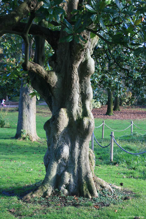 Tree Bordeaux / FRANCE 