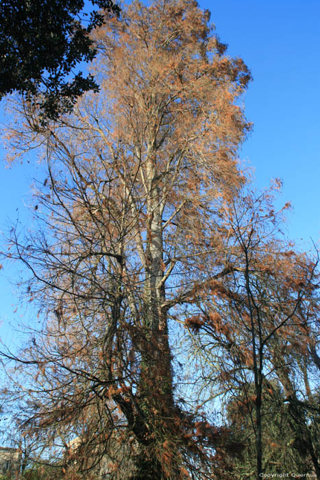 Cipres (Taxodium Distichum Rich) Bordeaux / FRANKRIJK 