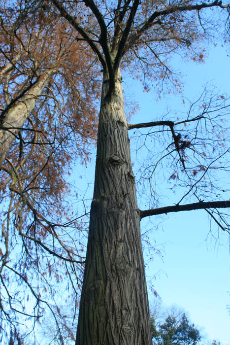 Cipres (Taxodium Distichum Rich) Bordeaux / FRANKRIJK 