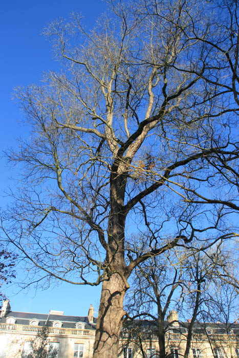 Arbre Pacanier (Carya Illinoinensis) Bordeaux / FRANCE 