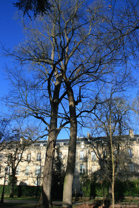 Pacanor Tree (Carya Illinoinensis) Bordeaux / FRANCE 