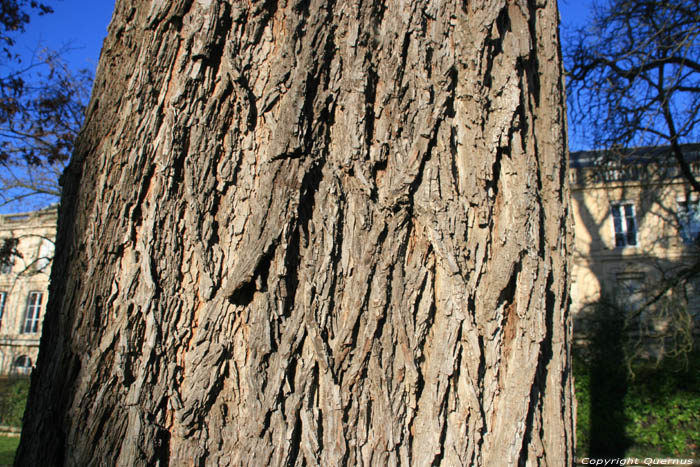 Arbre Pacanier (Carya Illinoinensis) Bordeaux / FRANCE 