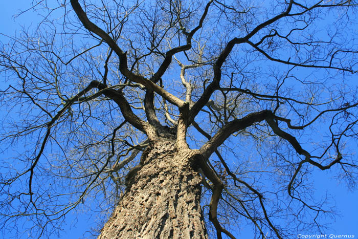 Arbre Pacanier (Carya Illinoinensis) Bordeaux / FRANCE 