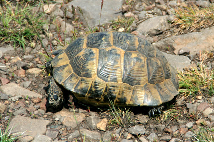 Wilde schildpadden Izvorishte / Bulgarije 