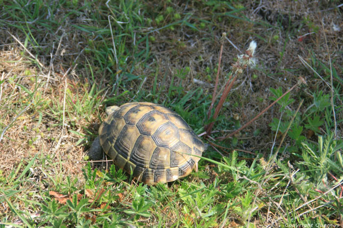 Tortues Sauvages Izvorishte / Bulgarie 