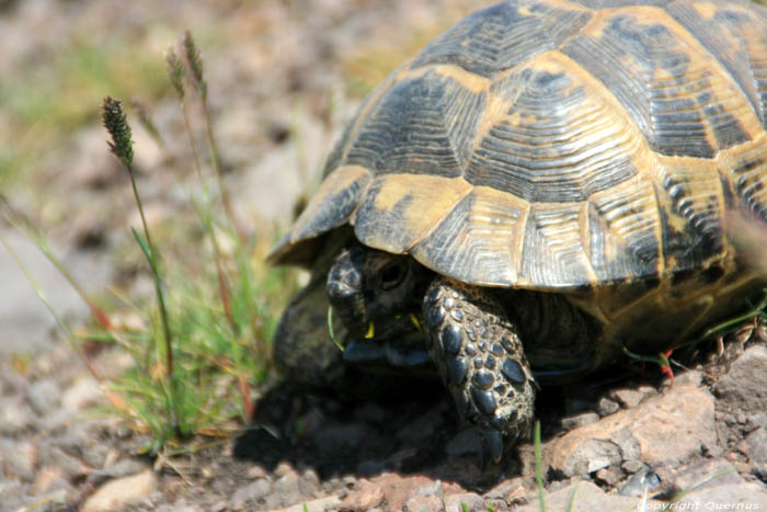 Wilde schildpadden Izvorishte / Bulgarije 