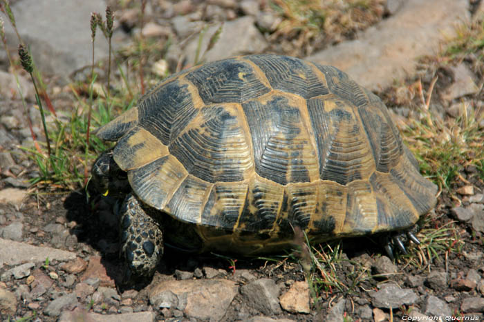 Wilde schildpadden Izvorishte / Bulgarije 