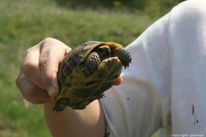 Tortues Sauvages Izvorishte / Bulgarie 