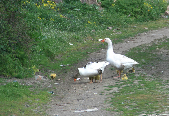 Ganzen in het dorp Izvorishte / Bulgarije 