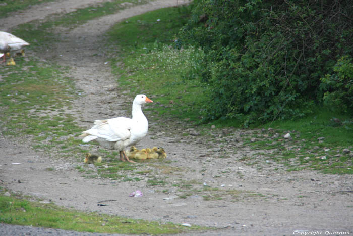 Oies dans le village Izvorishte / Bulgarie 