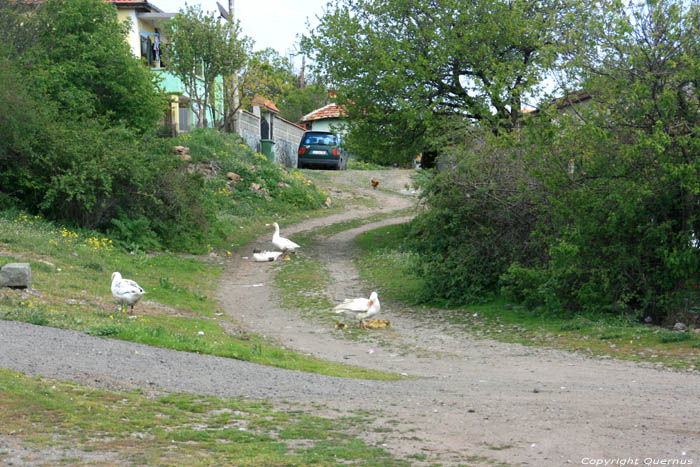Ganzen in het dorp Izvorishte / Bulgarije 